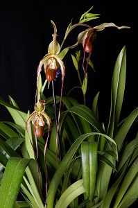 Phragmipedium Grande Orchid Fest AM/AOS 81 pts. Inflorescence